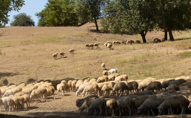 Obraz premium A herd of goats and sheep. Animals graze in the meadow. Pastures of Europe.