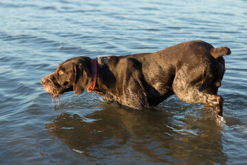 German hunting watchdog drathaar, Beautiful dog portrait on the hunt.