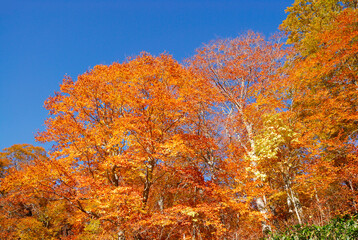 Fototapeta premium 紅葉