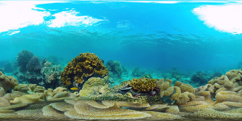 Coral reef underwater with fishes and marine life. Coral reef and tropical fish. Panglao, Philippines. VR 360 Foto.