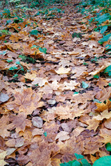 Fallen maple leaves are on the ground. Autumn concept outdoors. Natural background.