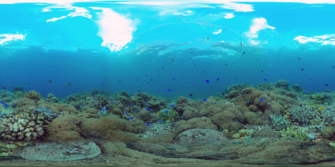 Fototapeta na wymiar Tropical fishes and coral reef at diving. Beautiful underwater world with corals and fish. Panglao, Philippines. 360 VR foto.