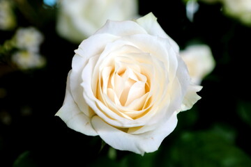 Closeup Beautiful roses blooming in the dark background