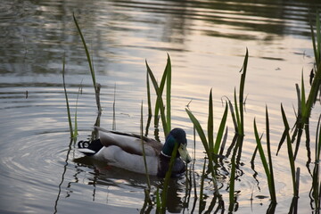 ducks on the lake