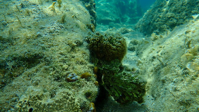 Stony coral cushion coral (Cladocora caespitosa) and sea sponge Kidney sponge (Chondrosia reniformis) undersea, Aegean Sea, Greece, Halkidiki