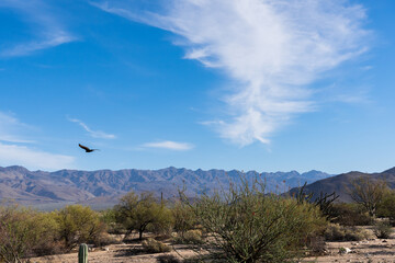 Desert landscape with cactuses green bushes and mountain hills in Baja California in Mexico.