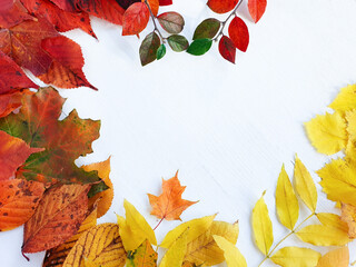Naklejka na ściany i meble Bright autumn / fall leaves on a white wooden table. Top view, mockup, flatlay.