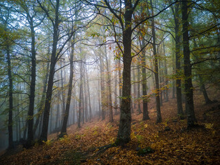 El Tiemblo, chesnut forest, Spain