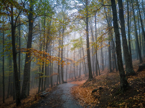 El Tiemblo, chesnut forest, Spain © jerdozain