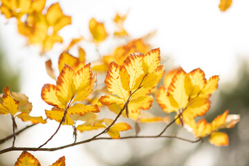 autumn yellow leaves on a branch