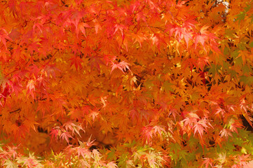 紅葉