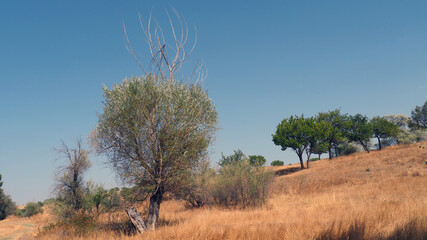 willow tree that does not give up trying to live,