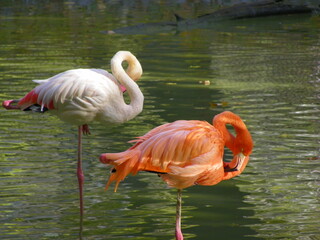 pink flamingo in the water