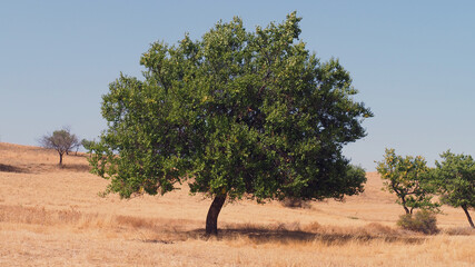 a century old big apricot tree, old fruit trees,