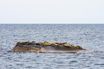 Fototapeta premium Colony Of Seals On Rocky Island - Colony of seals on a rocky island in the archipelago off Lysekil, Bohuslan, Vastra Gotaland County, Sweden.