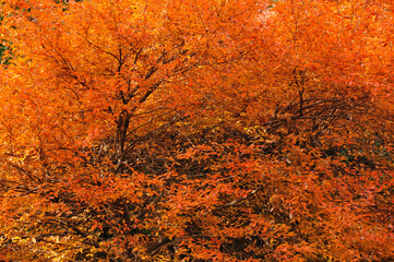 ヤマコウバシの紅葉