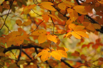 柿の葉の紅葉