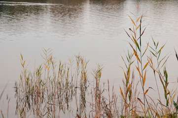 水辺の蘆