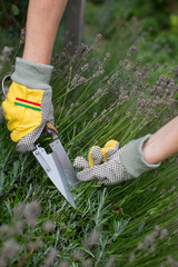 Lavendel beschneiden und trimmen im Garten