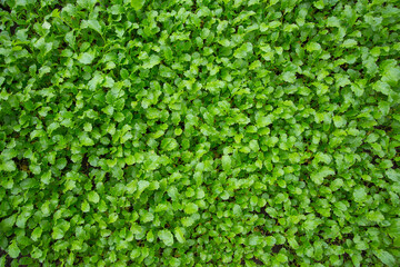 green shoots of young mustard, lettuce, sown in autumn