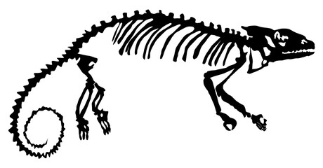  silhouette of the skeleton of the chameleon