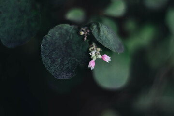 bush flowers