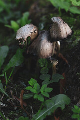 mushrooms in the grass