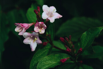 flowers in the garden