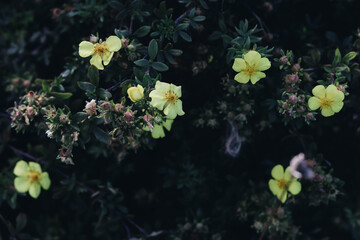 flowers in the garden
