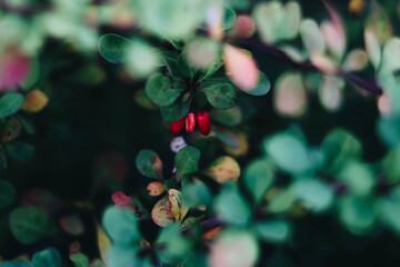 red berries in the garden