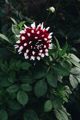 flower in the garden