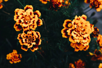 autumn flowers
