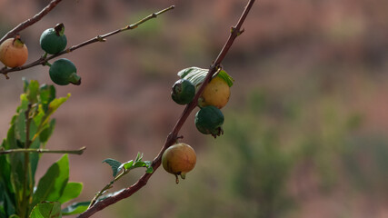 guayaba en el arbol