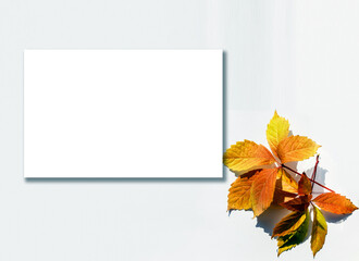 Obraz premium Fall Maple Leaves Border with White Background