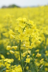 Obraz premium Rapeseed in flower