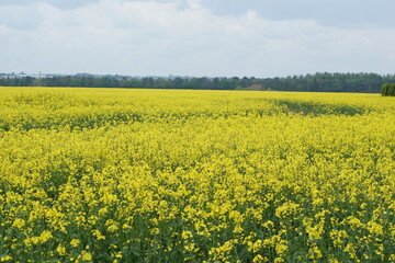 Obraz premium Rapeseed in flower