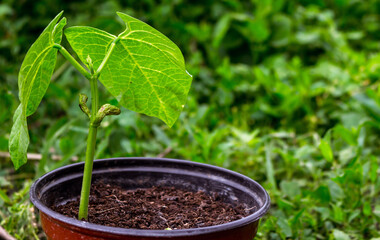 Newly sprouted bean plant in pot. Starter pot with young bean seedlings emerging. Blurred nature background, close up, copy space for text.