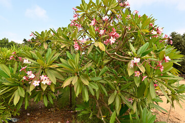 flowering plant Plumeria rubra
