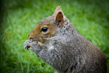 squirrel in the park