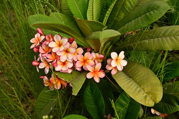 flowering plant Plumeria rubra  This fragrance is similar to that of rose, citrus, and cinnamon
