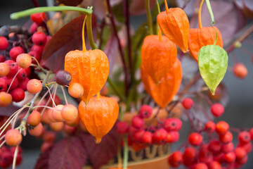 Autumn background. Bouquet of rowan and physalis