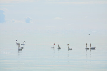Lot ofWhite whooper swans (Cygnus cygnus) on the lake with blue background. beautiful elegant royal birds swimming on the lake on a cold water