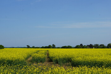 Obraz premium Rapeseed field, Suffolk. UK