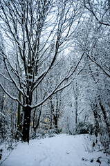 Fototapeta premium trees in snow