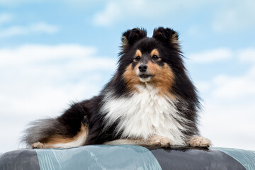 Black white with sable tan shetland sheepdog, sheltie lies on a haystack outdoors blue sky...