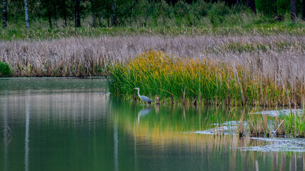 Gray heron in the pond 