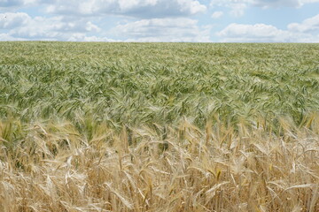Barley field