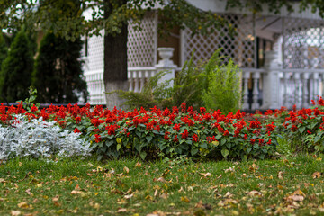 tulips in the park