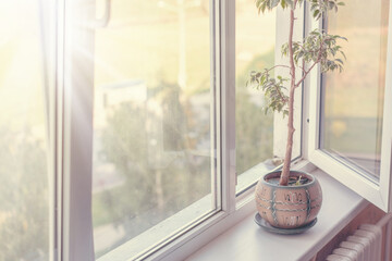 bright sun ray light lit room in morning time through open window with flower in pot on windowsill