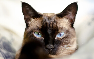 Retrato de gata siamés con ojos azules mirando a la cámara.